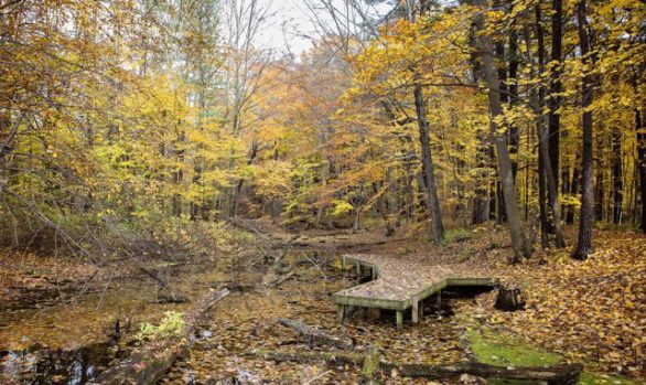 Springwater Forest Education Platform