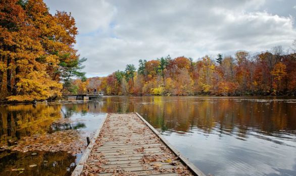 Springwater Forest Fishing Platform