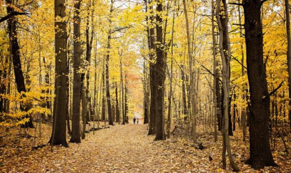 Springwater Forest Trail in Fall