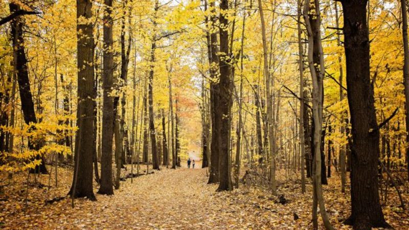 spw-forest-fall-trail