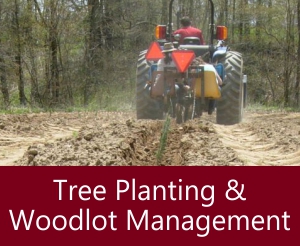 Tree Planting & Woodlot Management